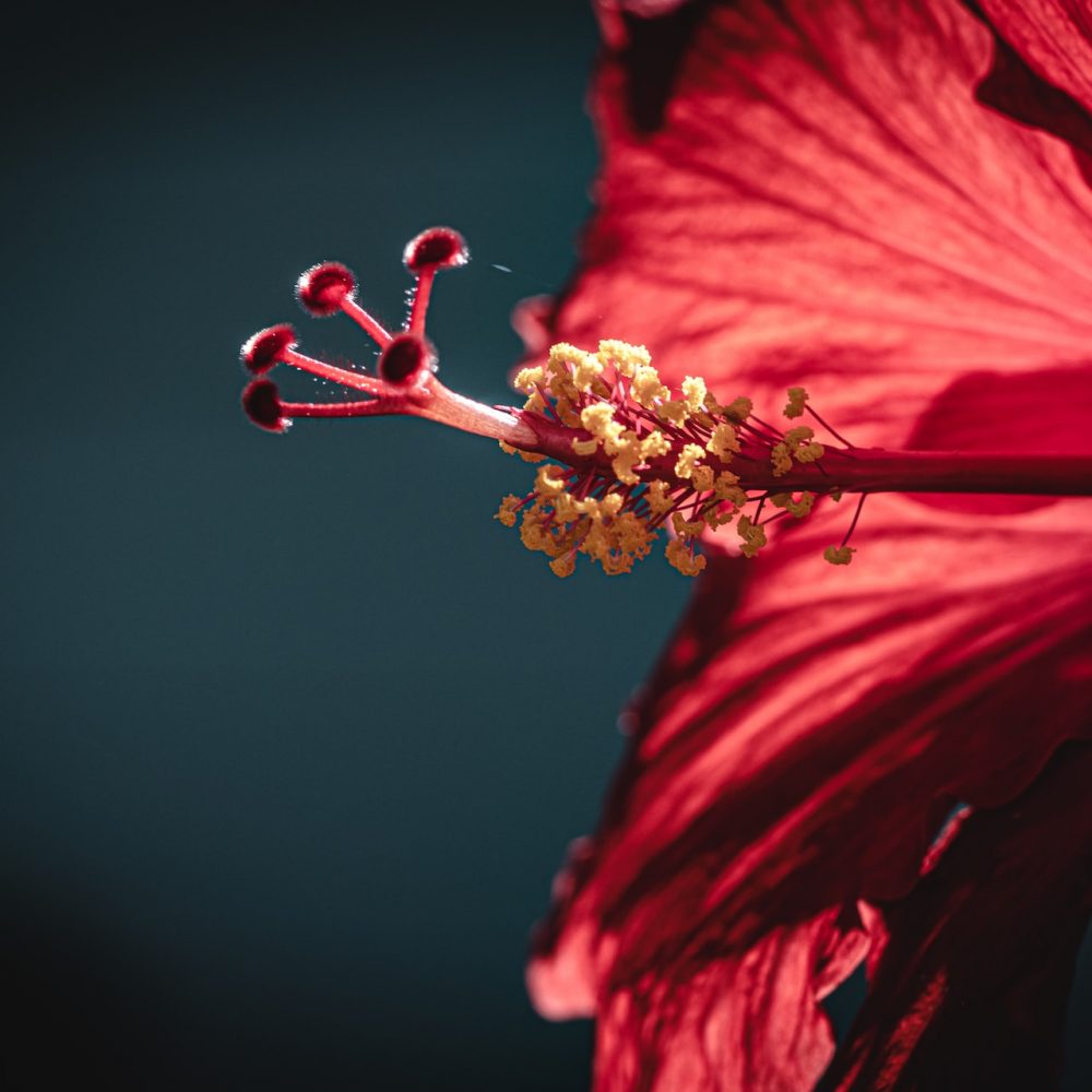 Hibiscus