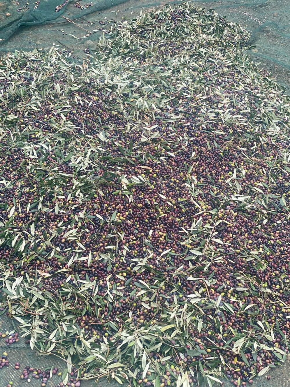 Extra virgin olive oil - Image 6