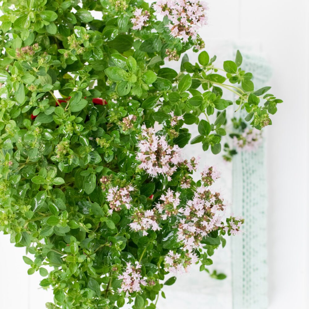 Marjoram