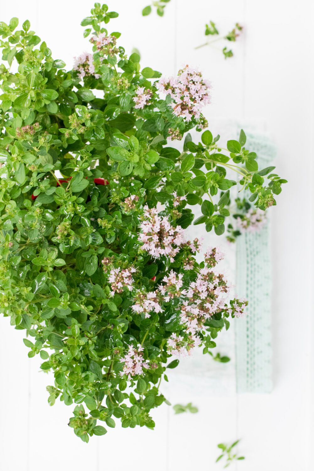 Marjoram