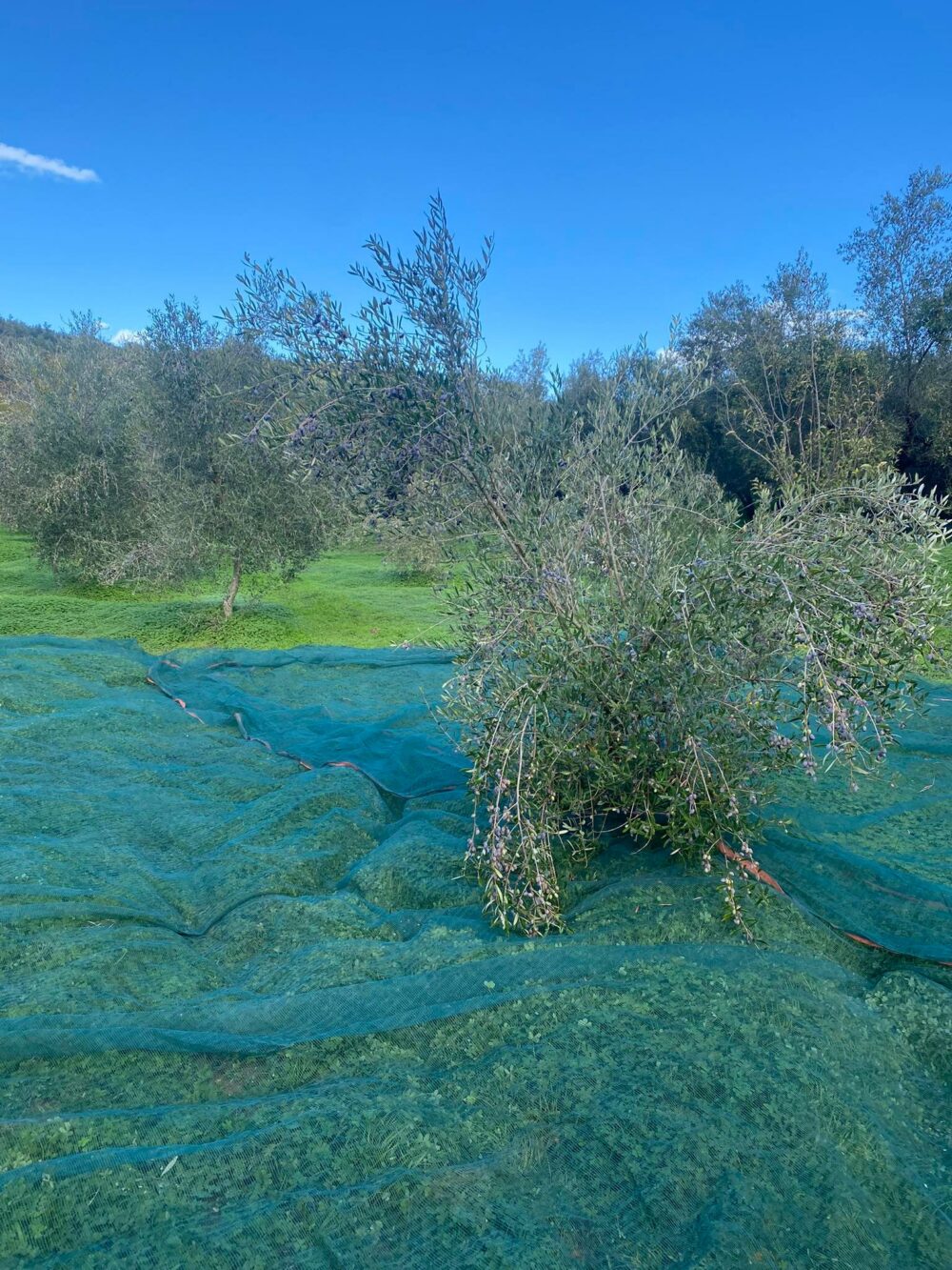 Extra virgin olive oil - Image 7