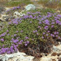 Cretan Thyme